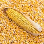 Yellow Corn Animal Feed Maize For Sale | Cheap Price High Quality Yellow Corn Dried