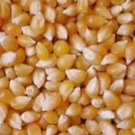 Yellow Corn Animal Feed Maize For Sale | Cheap Price High Quality Yellow Corn Dried
