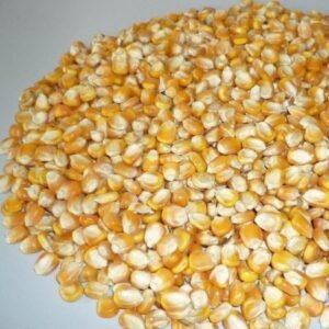 Yellow Maize Animal Feed Yellow Corn For Animal Feed