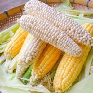 Whole White Corn | DriedYellow Corn & White Corn Maize For Human & Animal Feed