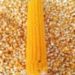 Organic Yellow Corn Yellow Corn Yellow Corn For Human Consumption Non Gmo Yellow Corn Yellow Corn For Animal Feed Popcorn