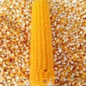 Organic Yellow Corn Yellow Corn Yellow Corn For Human Consumption Non Gmo Yellow Corn Yellow Corn For Animal Feed Popcorn