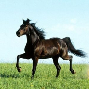 Yili Horses