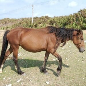 Yonaguni Horse
