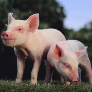 Yorkshire Swine