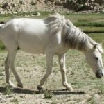 Zaniskari Pony