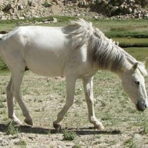 Zaniskari Pony