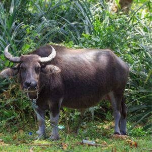 malaysian buffalo