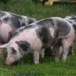 Pietrain Swine