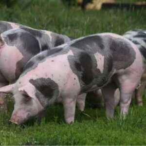 Pietrain Swine