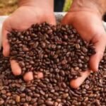 100% Best Quality Arabica Coffee Beans