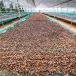 100% Best Quality Arabica Coffee Beans