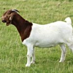 100% Full Blood Live Boer Goats