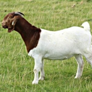 100% Full Blood Live Boer Goats