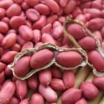 100% Organic Arachis Peanut, Dried Kernel 100% Organic Arachis Peanut,Dried Kernel Peanuts Groundnut RawFresh Red Skin Arachid For Sale
