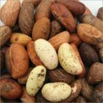 African Bitter Kola Nuts