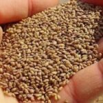 Alfalfa Seeds