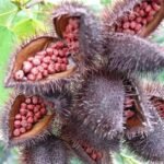 Annatto Seeds