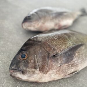 Black Bream Fish