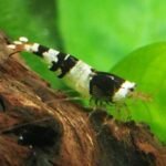 Crystal Black Shrimp (S-SS Grade)