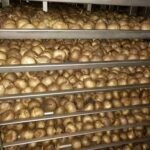 Black Garlic