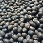 Black Matpe Beans Black Matpe Beans For Sale New CropOrganic Black Matpe Beans