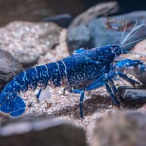 Blue Lobster
