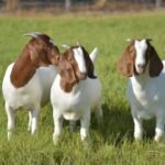 Boer Breed