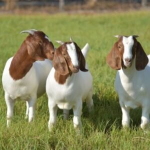 Boer Breed