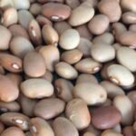Brown Bean ( Cream Beans ).