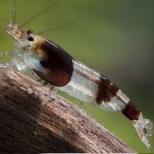 Bumble Bee Shrimp