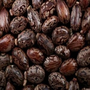 High Grade Castor Seeds Castor Seeds