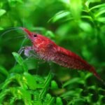Fire Red Cherry Shrimp Cherry Fire Shrimp
