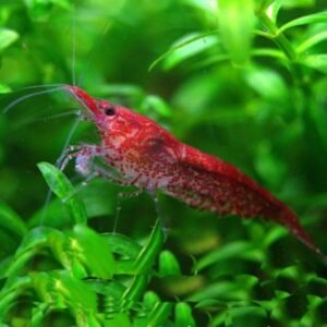Fire Red Cherry Shrimp Cherry Fire Shrimp
