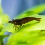 Chocolate Shrimp
