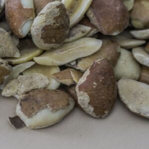 Choice Mango Seeds