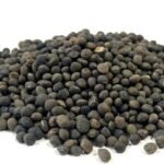 Common Vetch Seeds