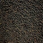 Common Vetch Seeds