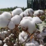 Cottonseeds For Herbal Medicine