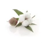 Cottonseeds For Herbal Medicine