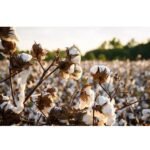 Cottonseeds For Herbal Medicine