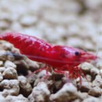 Blood Red Fire Shrimp Deep Red Fire Shrimp