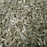Anchovy Fish Dried Headless Dried Sprat Anchovy 100% Sun Dried Sprat Boiled Anchovy Sprats