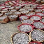 Dried Sprat Anchovy