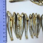 Dried Sprat Anchovy