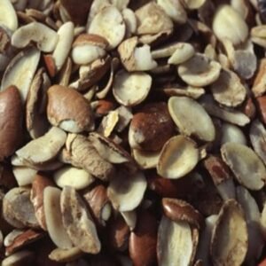 Elite Mango Seeds