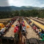 Ethiopian Coffee Beans