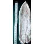 Fish Maw (Fresh-Frozen)