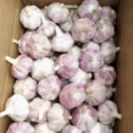 Ajo Alho Fresco Garlic