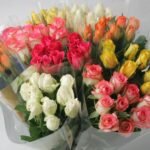 Fresh Cut Dark Pink Rose - Long Fresh Cut Flowers